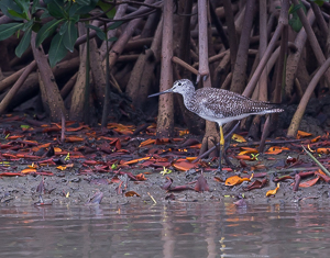 Greater Yellow Legs, Salt Pond near Saint Anne, Martinique.